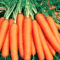 50 Premium Hybrid Seeds of Carrot Nantes (Orange Carrot)