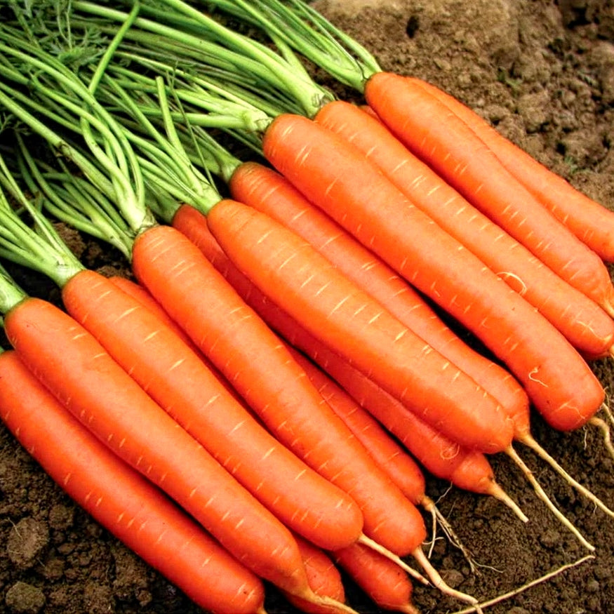 50 Premium Hybrid Seeds of Carrot Nantes (Orange Carrot)