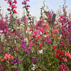 4 Packets of Premium Hybrid Clarkia Elegans Double Mix (2000 Seeds)