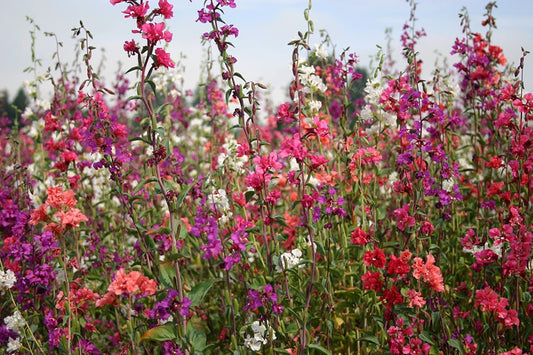 600 Premium Hybrid Seeds of Verbana I F & Clarkia Elegans Double Flower