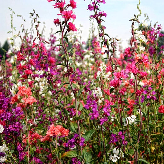 Clarkia - Sweet William Flower (500 Seeds) with Instruction Sheet