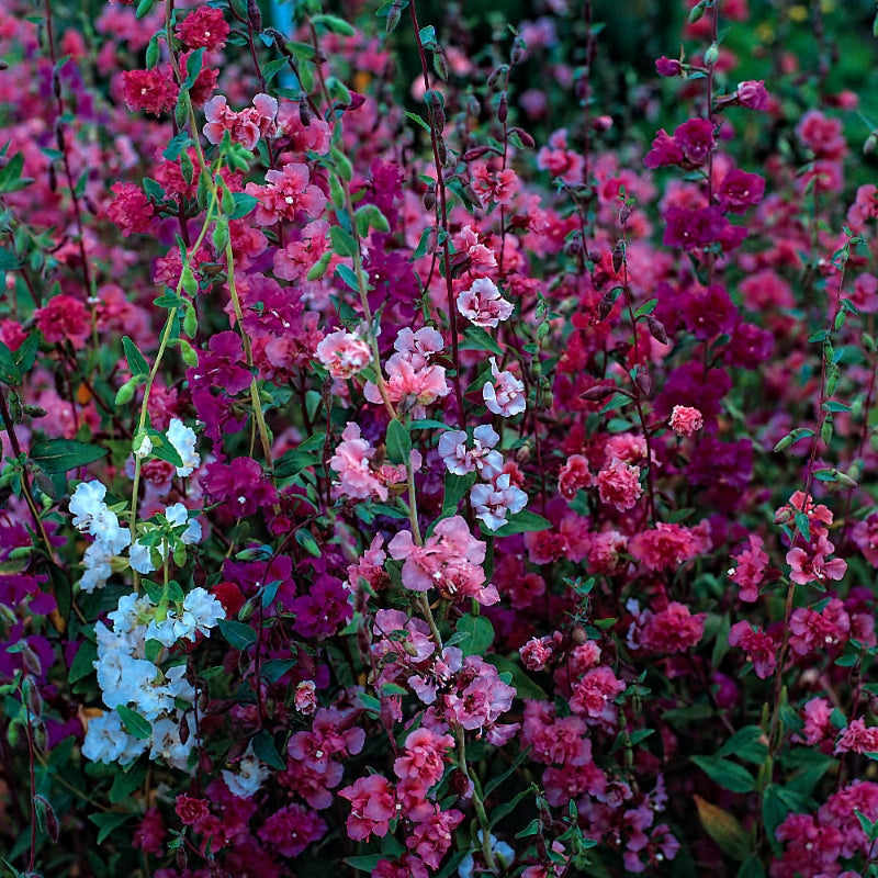 Clarkia - Sweet William Flower (500 Seeds) with Instruction Sheet