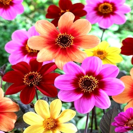 100 Open Pollinated  Seeds of Dahlia Top Star Flower