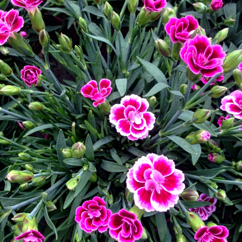 Winter Garden Pack - Aster, Petunia, Dianthus, Antirrhinum & Calendula Hybrid flower Seeds (1200 Seeds)