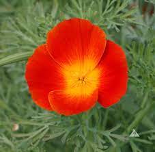 500 Eschscholtzia Red Chief (Californian Poppy ) Flower Seeds