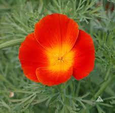 4 Packets of Eschscholtzia Red Chief (Californian Poppy ) Flower Seeds (2000 Seeds)