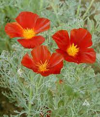 500 Eschscholtzia Red Chief (Californian Poppy ) Flower Seeds