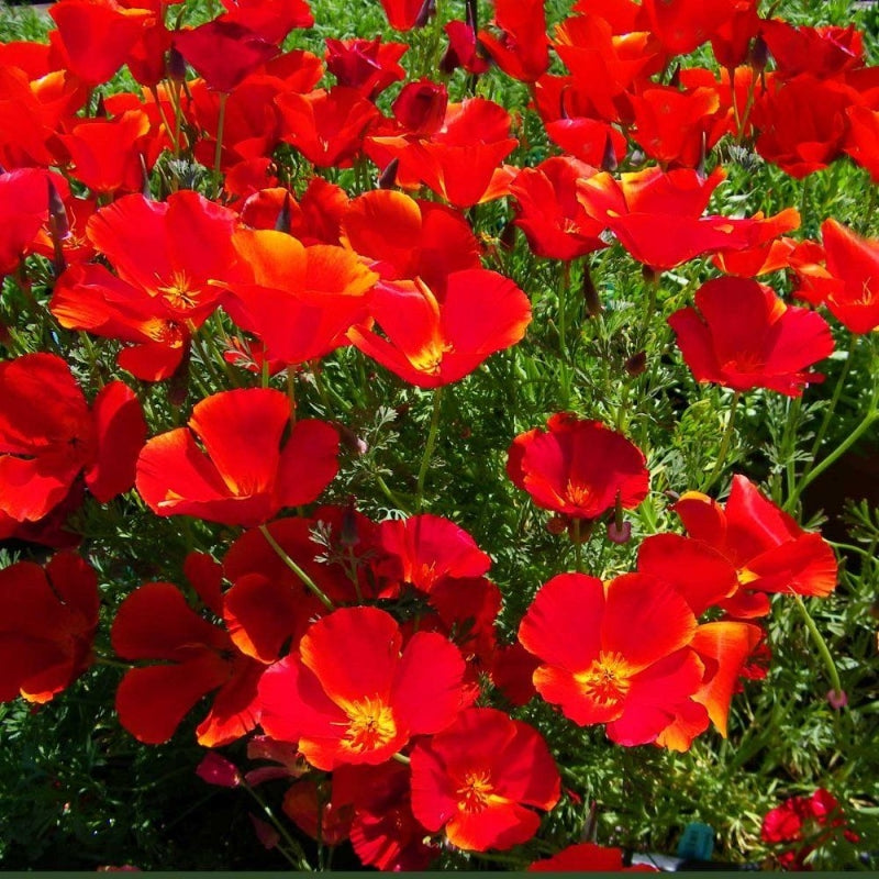 700 Premium Hybrid Seeds of Eschscholtzia Red Chief (Californian Poppy ) & Nemesia Strumosa mix