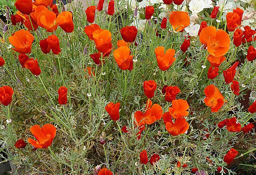 500 Eschscholtzia Red Chief (Californian Poppy ) Flower Seeds