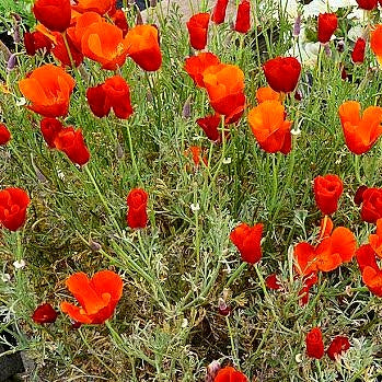 Winter Seeds Collection - More Than 1500 Seeds of Premium Hybrid Seeds of Nemesia, Eschschoitzia California Poppy, Ipomoea, Papaver Mix, Godetia, Dianthus & Allysum White