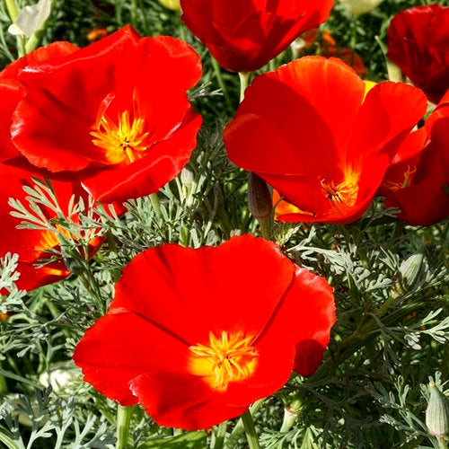 Premium Hybrid 600 Seeds of Eschscholtzia California Red Chief (Red Poppy) & Ipomoea Purpurea