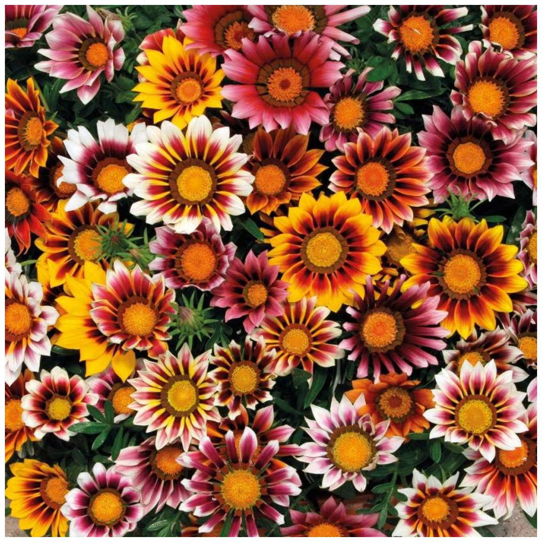 Premium Hybrid Seeds of Gazania Star Light Dwarf (50 Seeds)