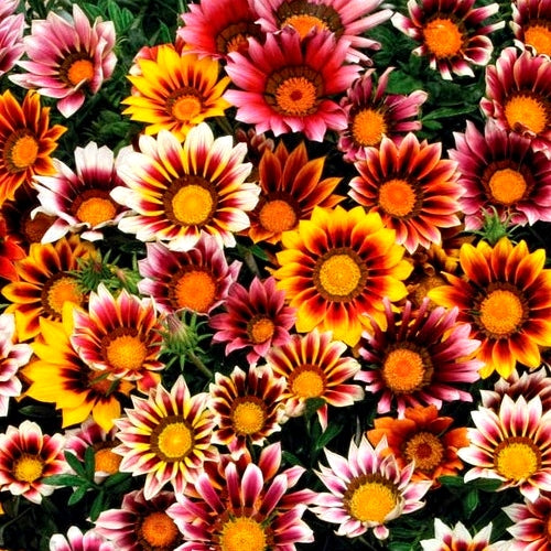 Premium Hybrid Seeds of Nemesia, Clarkia & Gazania (600 Seeds)