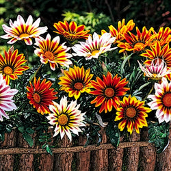 2 Packets of 200 Premium Hybrid Seeds of Nemesia and Gazania