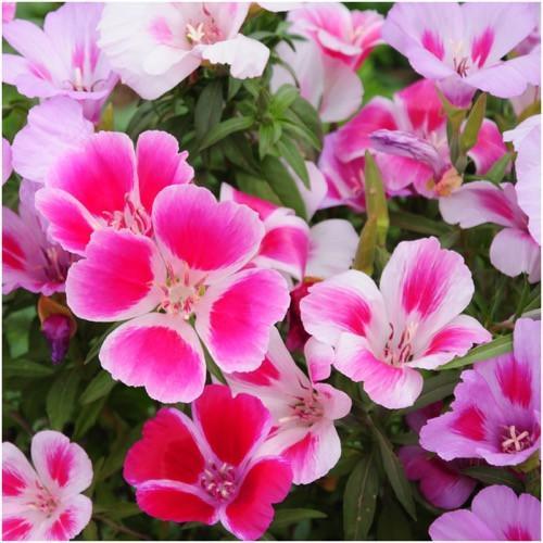 Godetia Azaleaflora Mix (500 Seeds)