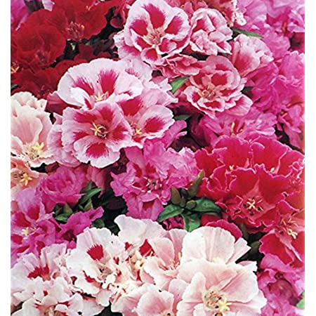 Godetia Azaleaflora Mix (500 Seeds)