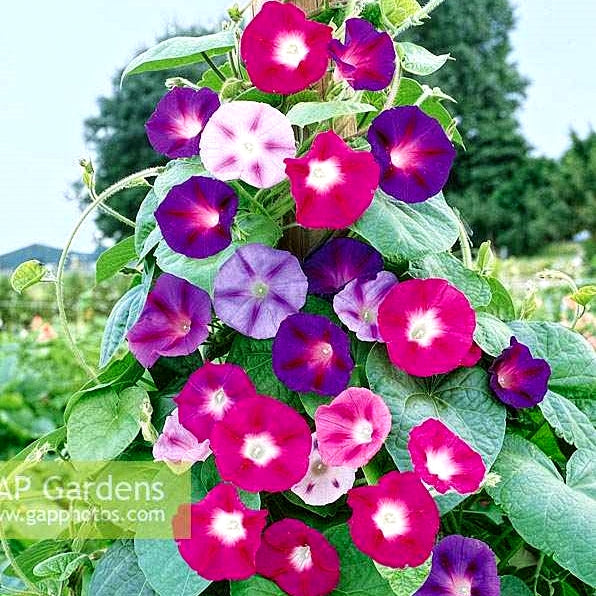 Premium Hybrid 600 Seeds of Eschscholtzia California Red Chief (Red Poppy) & Ipomoea Purpurea