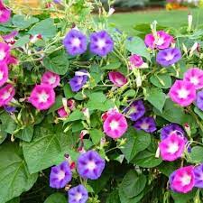 Premium Hybrid Ipomea Purpurea Mix Flower Seeds (50 Seeds)