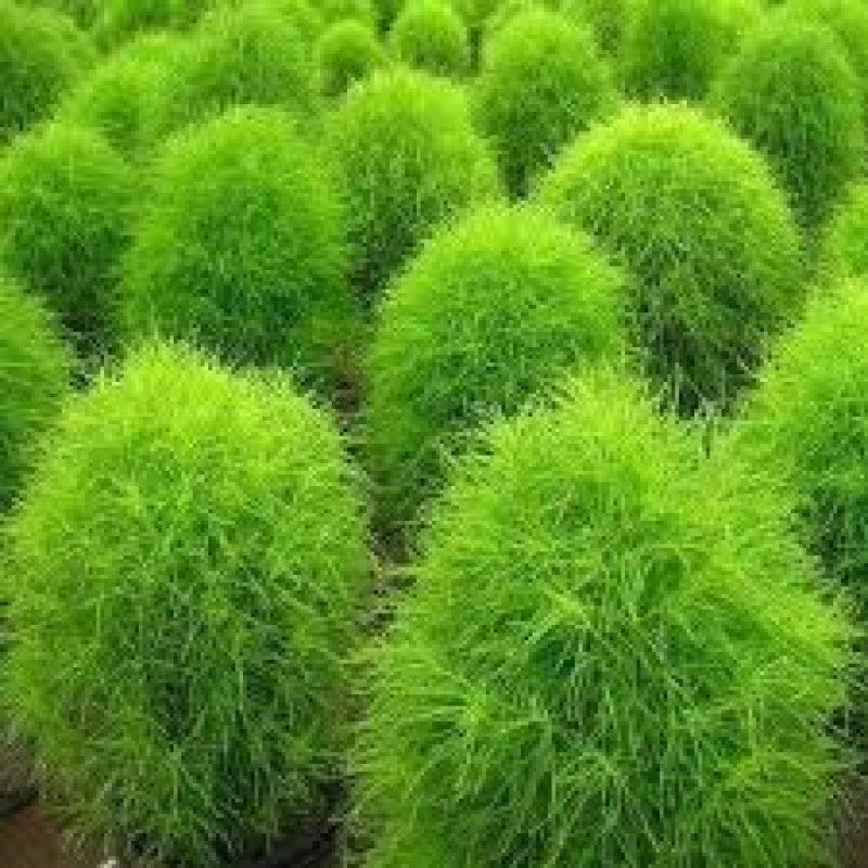 50 Seeds of Premium Kochia