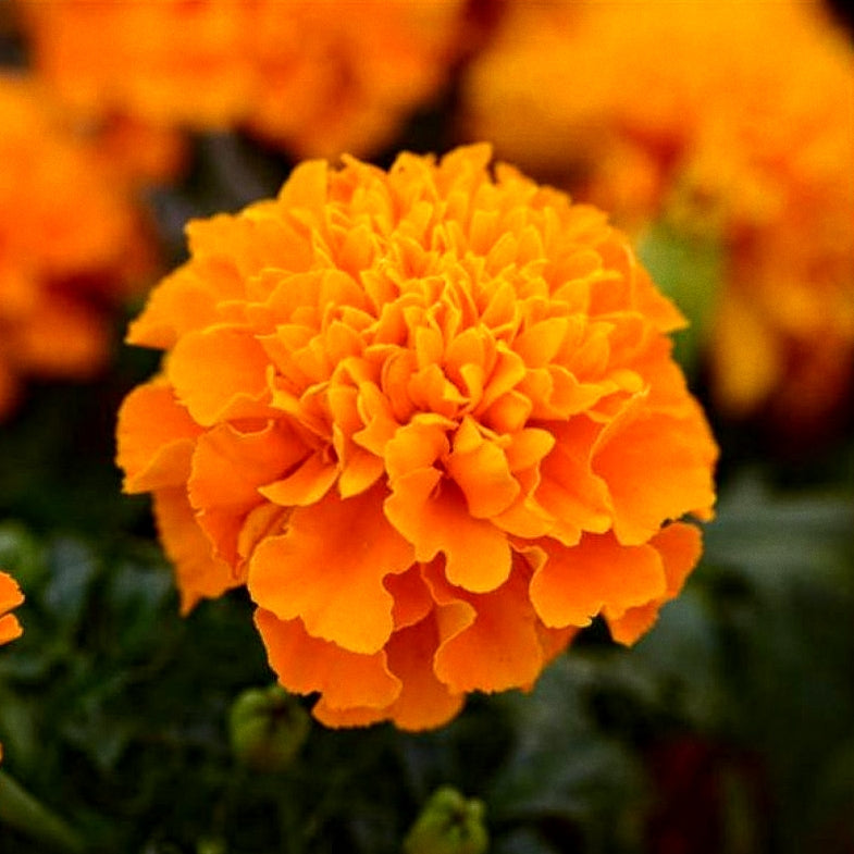 kolkata marigold seeds 500 Premium Hybrid Seeds Of Kolkata Roundball, PUSA Narangi, Orange, W – greeniebeaniegardening.com