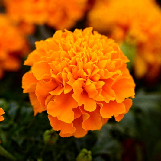500 Special Seeds Of Kolkata Roundball, PUSA Narangi, Orange, White, Scarlet Red , Gulzafri And Yellow Marigolds