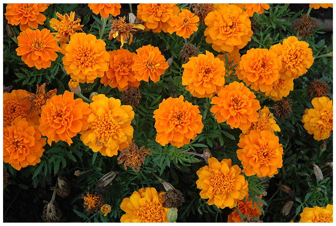 Premium Hybrid French Marigold Gulzafri (50 Seeds)