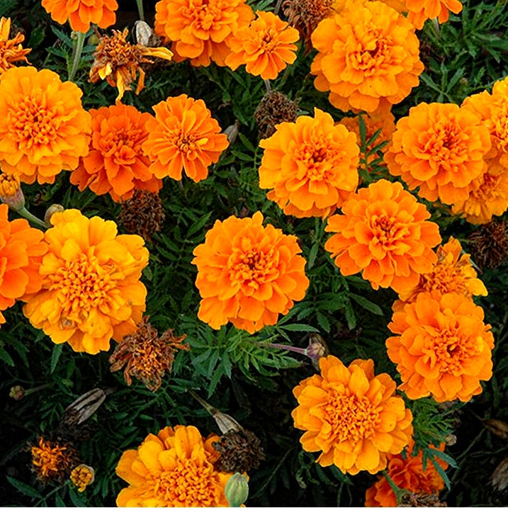 Marigold French Scarlet Red & Marigold French Gulzafri Seeds (150 Seeds)