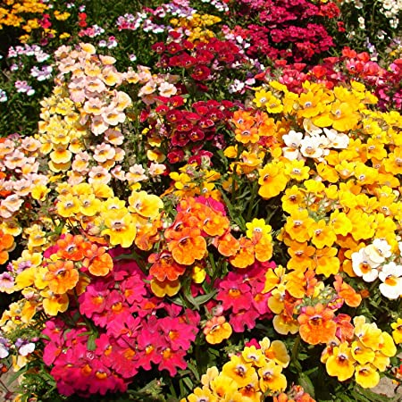 Premium Hybrid Nemesia Carnival (200 Seeds)