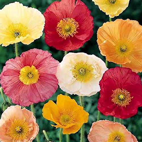 500 Premium Hybrid Seeds of Indian Poppy Papaver Special Mix