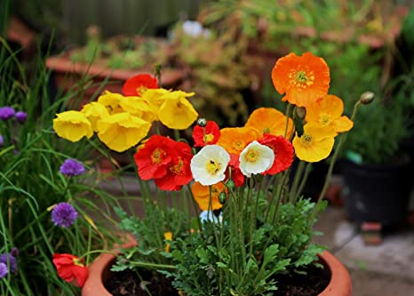 500 Premium Hybrid Seeds of Indian Poppy Papaver Special Mix