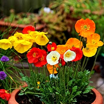 Winter Seeds Collection - More Than 1500 Seeds of Premium Hybrid Seeds of Nemesia, Eschschoitzia California Poppy, Ipomoea, Papaver Mix, Godetia, Dianthus & Allysum White