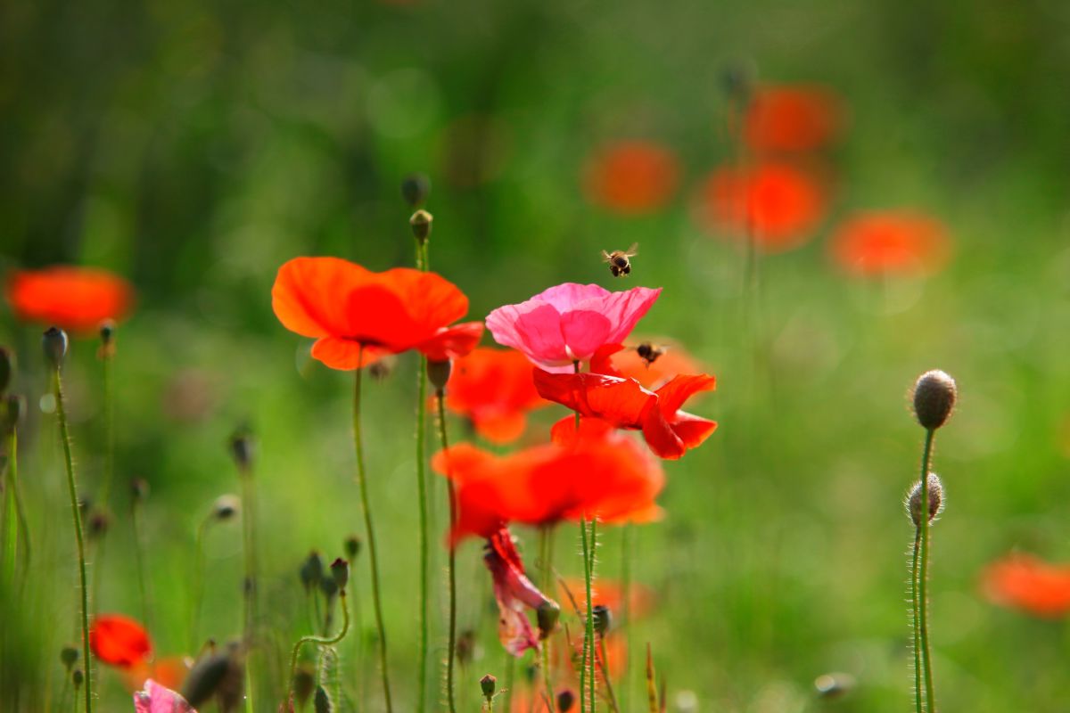 500 Premium Hybrid Seeds of Indian Poppy Papaver Special Mix