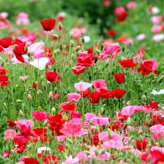 700 Premium Hybrid Seeds of Indian Poppy Papaver Special Mix & Nemesia Strumosa mix