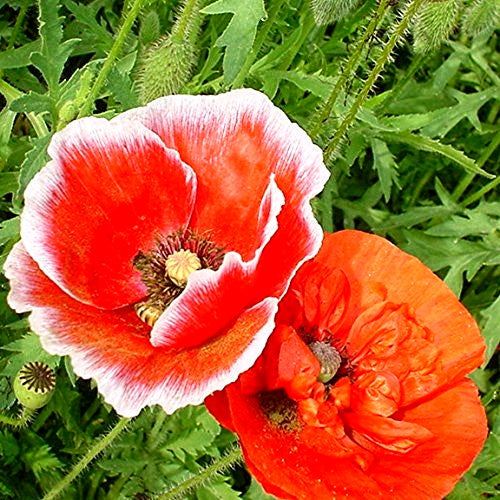 1000 Premium Hybrid Seeds of Indian Poppy Papaver Special Mix  & Godetia Azaleaflora