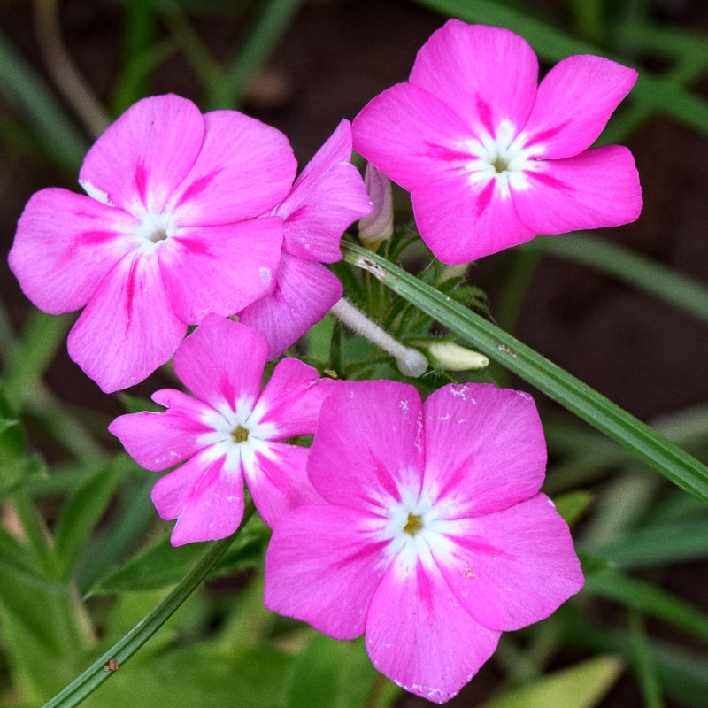 Winter Flower Seeds Garden Special - Over 2200 Premium Hybrid Seeds of Bellis (English Daisy), Phlox, Clarkia, Verbena, Salvia, Gazania & Nemesia