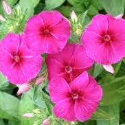 150 Premium Hybrid Seeds of Verbana I F & Phlox