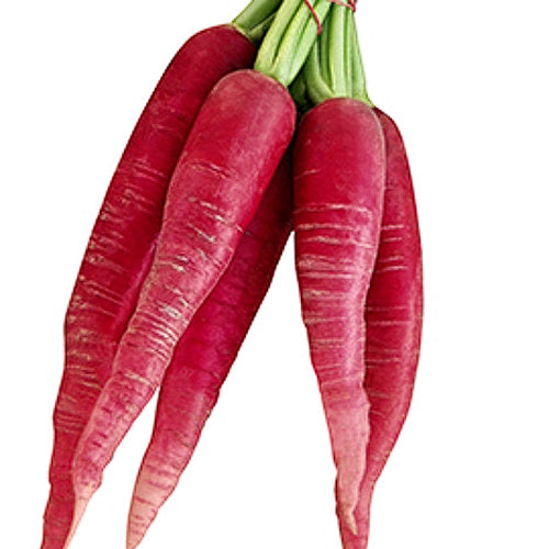 100 Premium Hybrid Seeds of Radish Red Long (Mooli) with Instruction Sheet