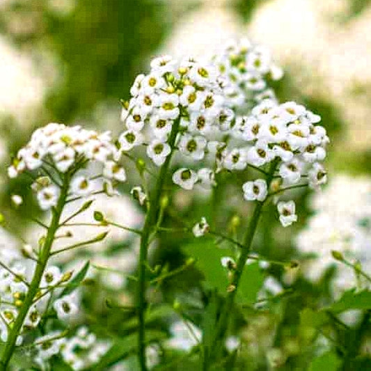 600 Premium Hybrid Seeds of Indian Poppy Papaver Special Mix & Reseda Oderata Fragrant Beauty