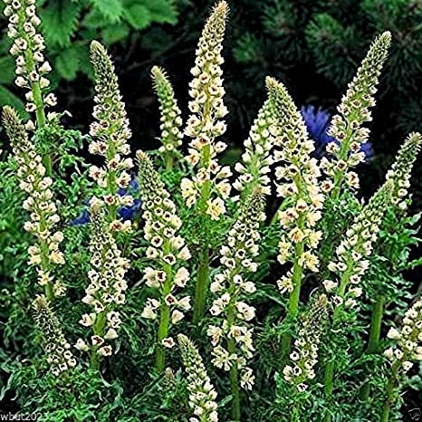 Sunder Khushboo wale Reseda Odorata Phool (50 Seeds)