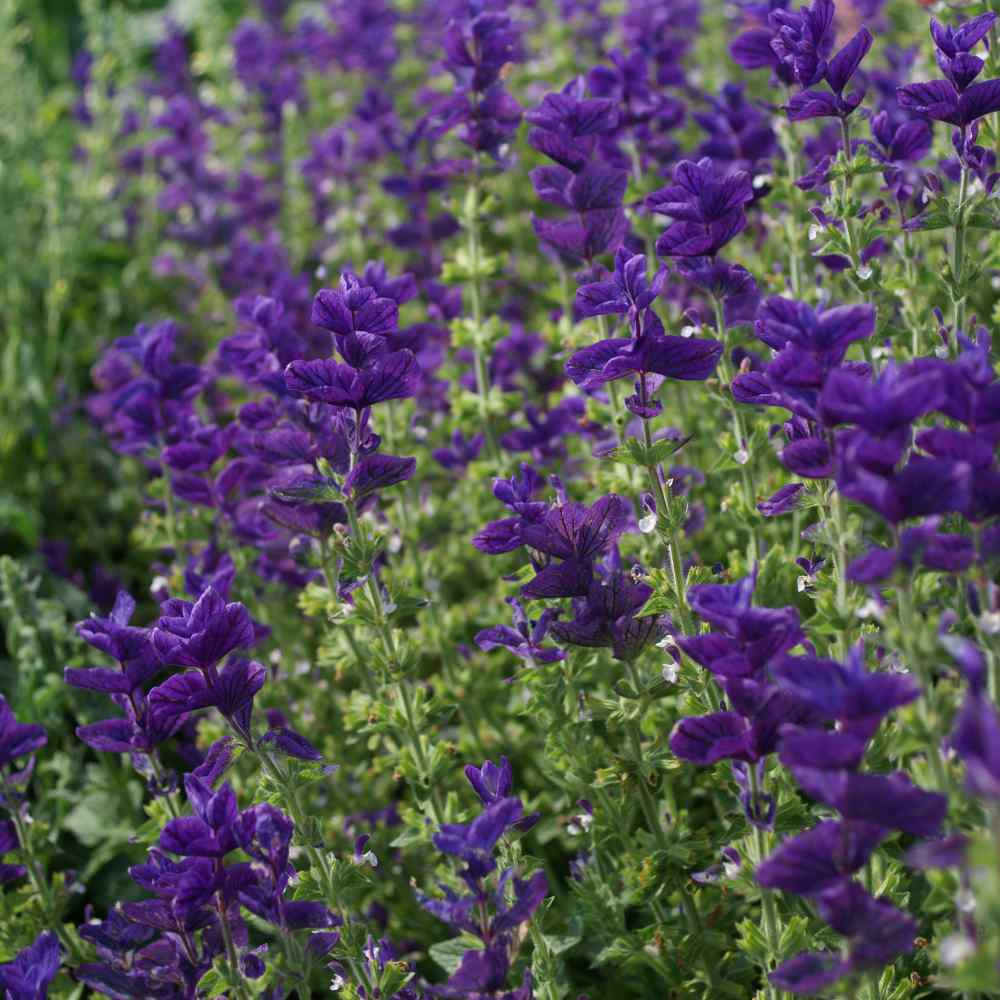 100 Premium Seeds of Salvia Blue Monday Winter Flowers