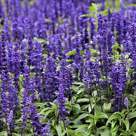 100 Premium Seeds of Salvia Blue Monday Winter Flowers