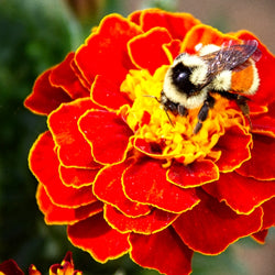 100 Premium Seeds of French Scarlet Red Marigold