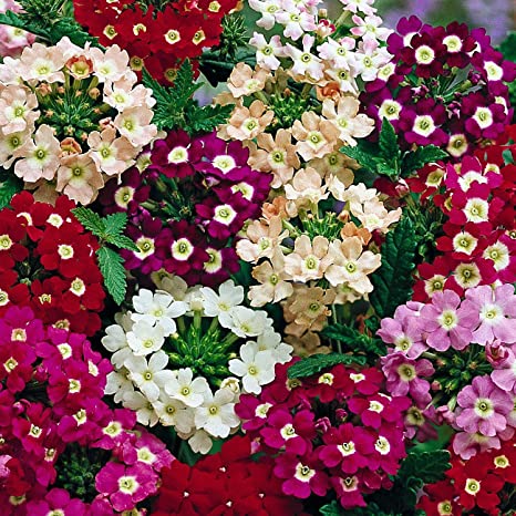 600 Premium Hybrid Seeds of Verbana I F & Clarkia Elegans Double Flower