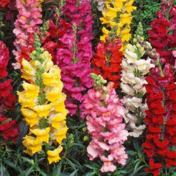 4 Packets of 500 Premium Seeds each of Antirrhinum Tom Thumb ( Dragonflower/ Snapdragon ) flower