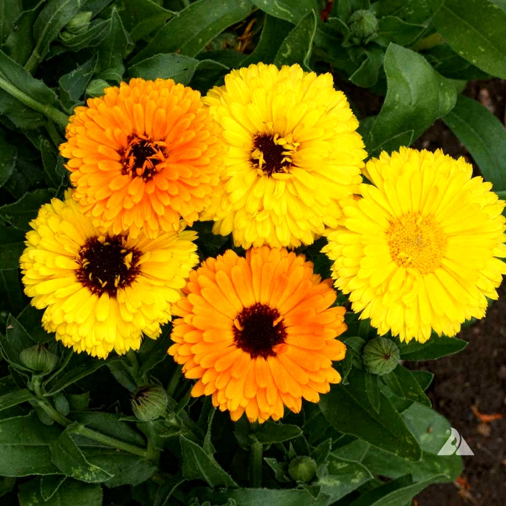 200 Premium Open Pollinated Calendula Flower Seeds