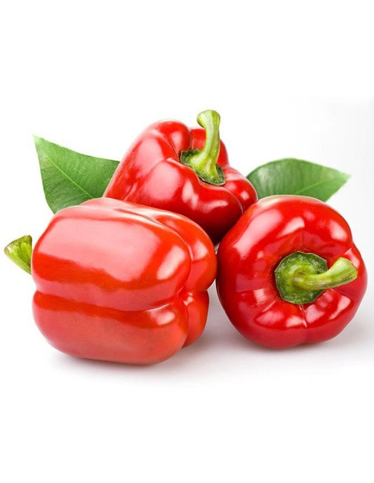 Premium Hybrid Red Capsicum Seeds (30 Seeds)