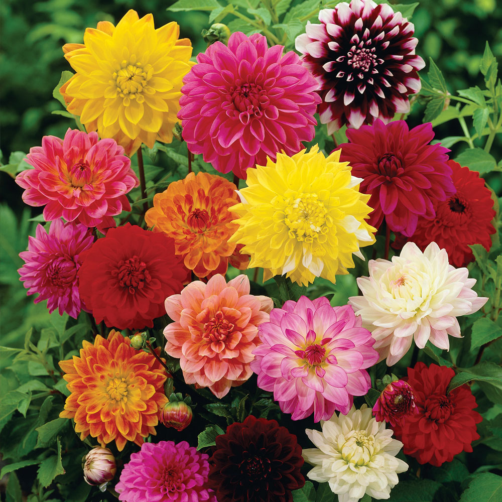 150 Premium Hybrid Flowers Seeds of Pansy & Dahlia