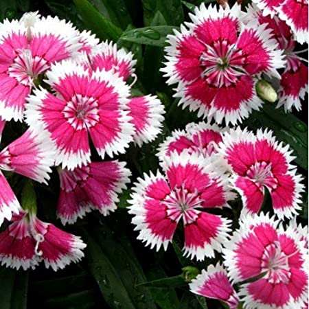 200 Premium Hybrid Seeds of Dianthus Baby Doll Star Flower with Instruction Sheet