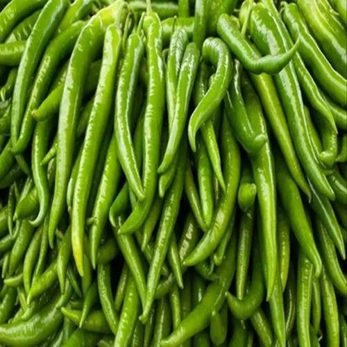 50 Premium Green Chili Jwala ( हरी मिर्च ) Seeds