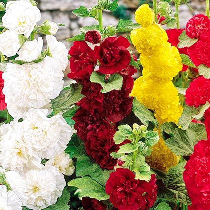 50 Seeds of Alcea Summer Carnival Annual Mixed (Gulmohar Hollyhocks)